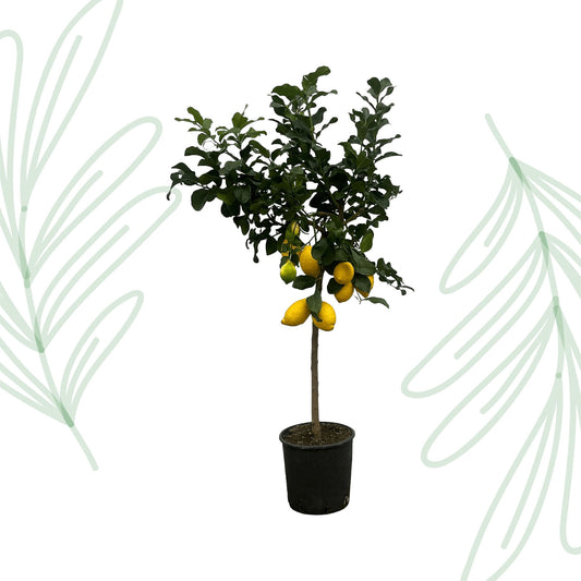 Citrus Lemon (Citroenboom) - 150 cm