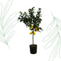 Citrus Lemon (Citroenboom) - 150 cm