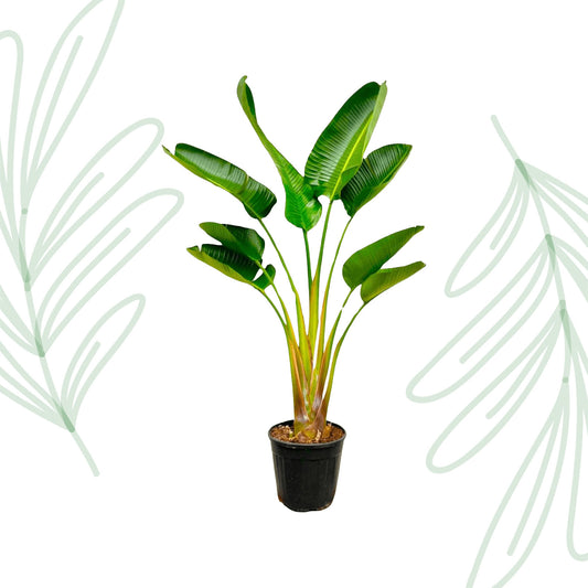 Strelitzia Augusta - 160 cm - Forest Plants