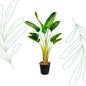 Strelitzia Augusta - 160 cm - Forest Plants