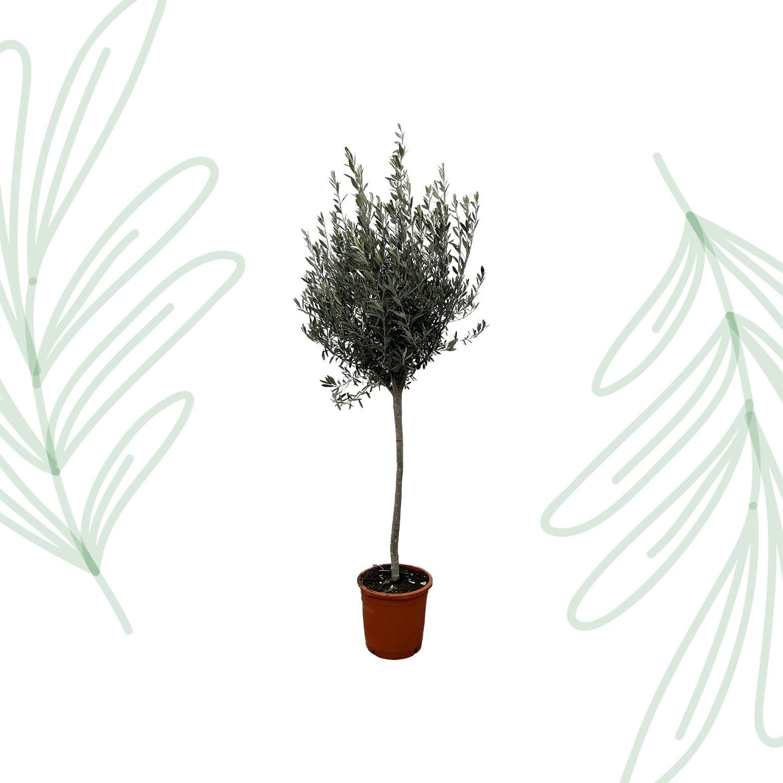 Olea Europaea op stam - 160 cm - Forest Plants