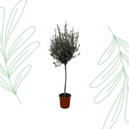 Olea Europaea op stam - 160 cm - Forest Plants