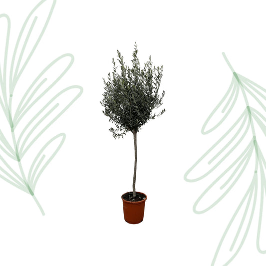 Olea Europaea op stam - 160 cm - Forest Plants