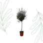 Olea Europaea op stam - 160 cm - Forest Plants