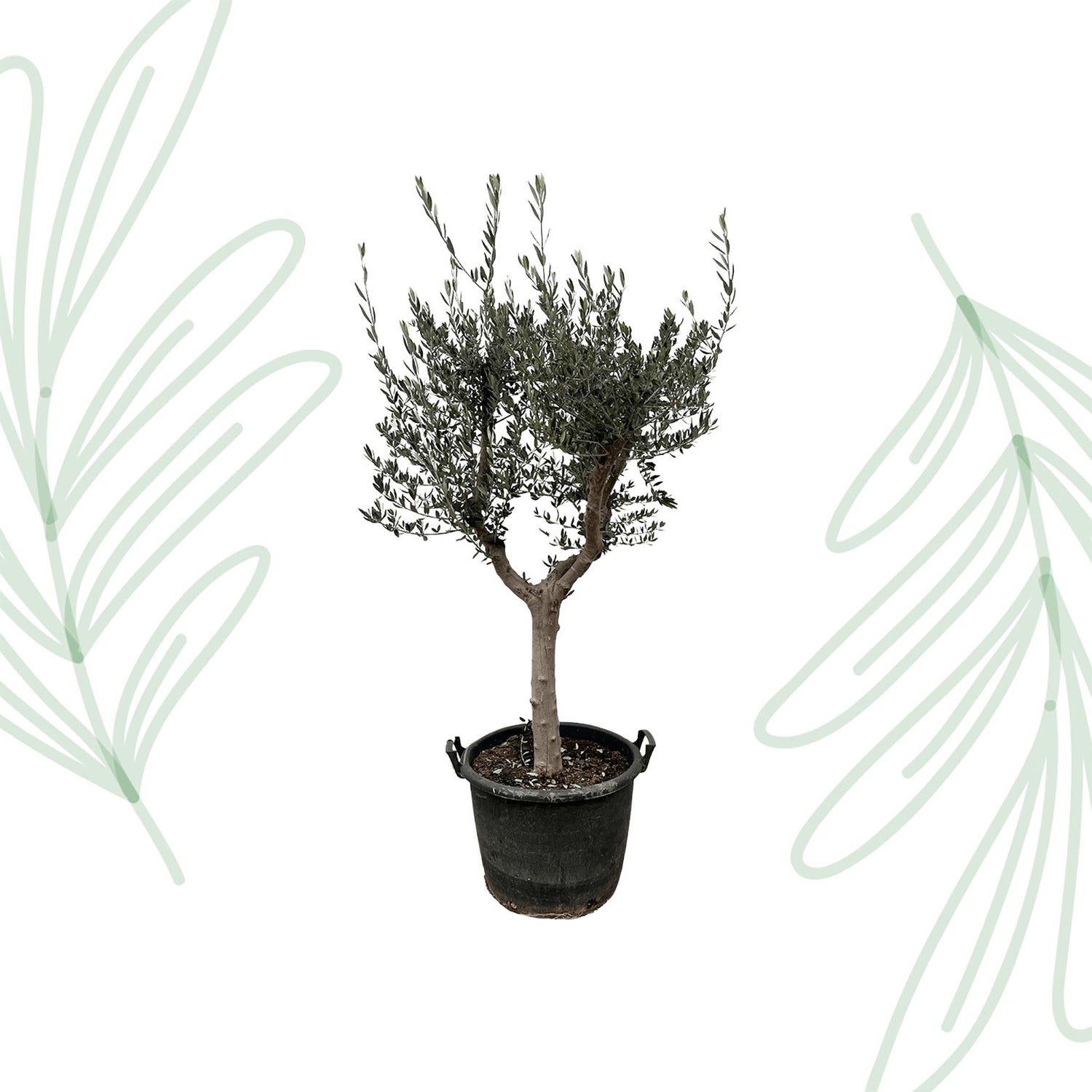 Olea Europaea Cultivo - 220 cm - Forest Plants