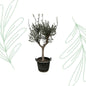 Olea Europaea Cultivo - 220 cm - Forest Plants