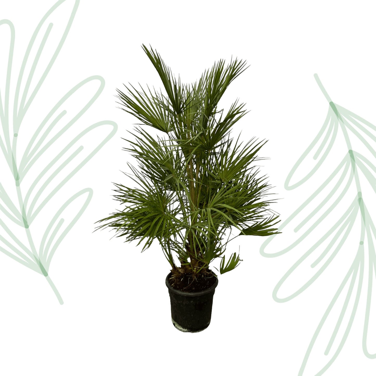 Chamaerops Humilis - 130 cm
