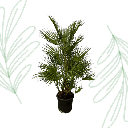 Chamaerops Humilis - 130 cm