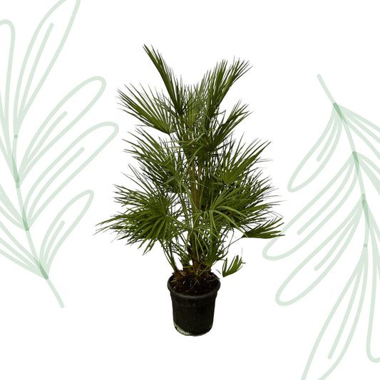 Chamaerops Humilis - 130 cm