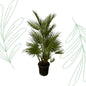 Chamaerops Humilis - 130 cm