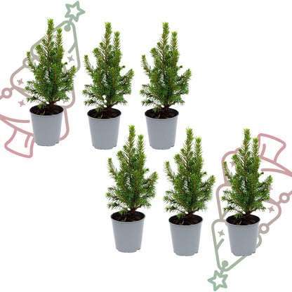 6x Mini-kerstboom - Picea Glauca Perfecta - Ø 6 cm ↕ 15-20 cm