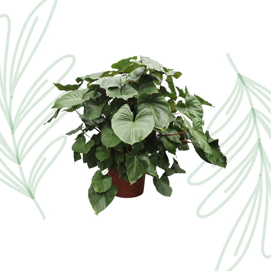 Homalomena Rubescens Maggy - 170 cm - Forest Plants