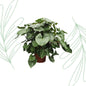 Homalomena Rubescens Maggy - 170 cm - Forest Plants