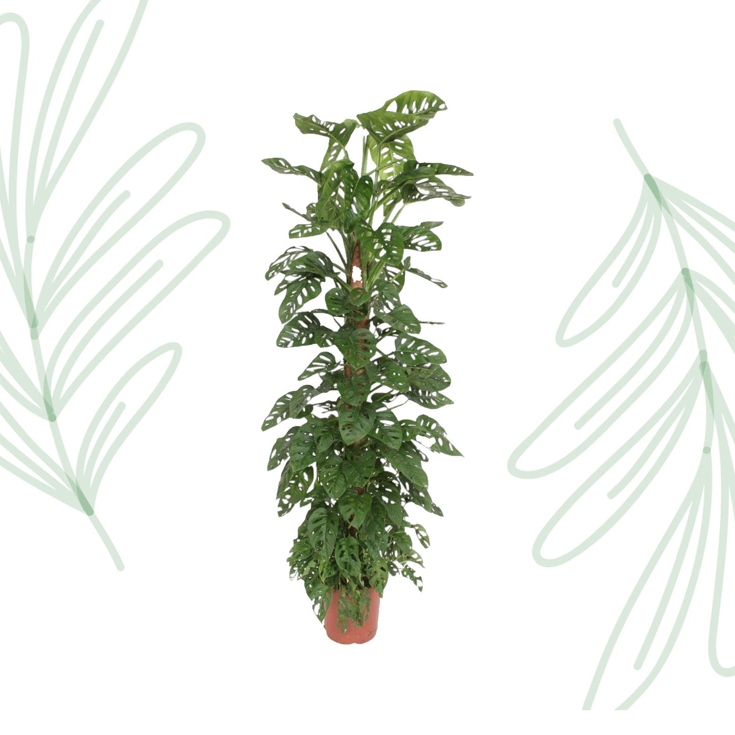 Monstera Monkey Leaf mosstok - 170 cm - Forest Plants
