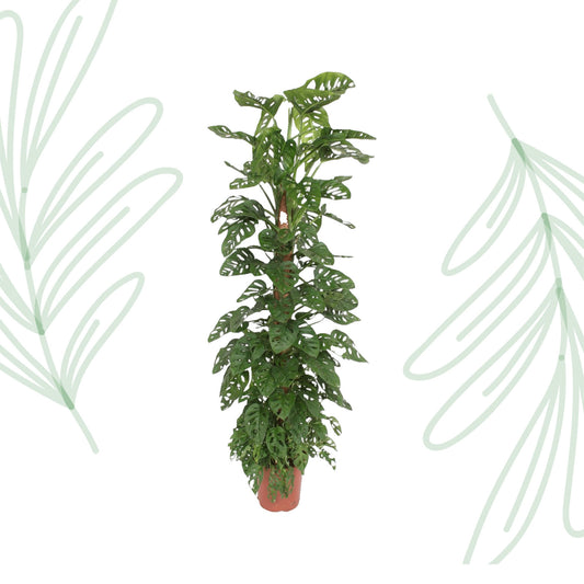 Monstera Monkey Leaf mosstok - 170 cm - Forest Plants