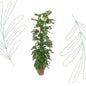 Monstera Monkey Leaf mosstok - 170 cm - Forest Plants
