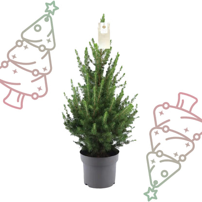 Kleine Kerstboom in pot - Picea glauca Conica - Ø19 cm ↕ 70 cm