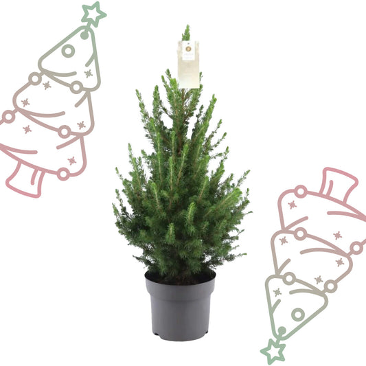 Kleine Kerstboom in pot - Picea glauca Conica - Ø19 cm ↕ 70 cm