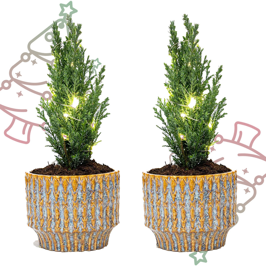 Set van 2 - Kerstboom 'Ellwoodii' + Pot Echo + 20 LED-lichtjes - ↕ 25-30 cm
