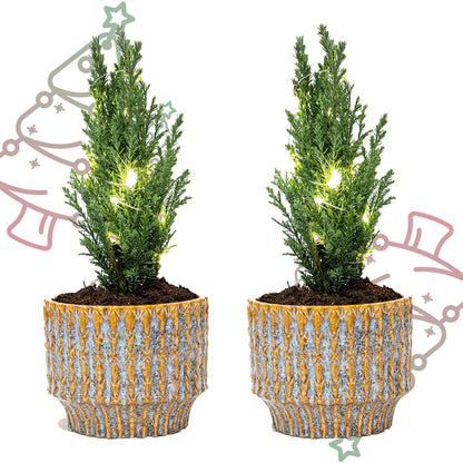 Set van 2 - Kerstboom 'Ellwoodii' + Pot Echo + 20 LED-lichtjes - ↕ 25-30 cm