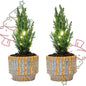 Set van 2 - Kerstboom 'Ellwoodii' + Pot Echo + 20 LED-lichtjes - ↕ 25-30 cm