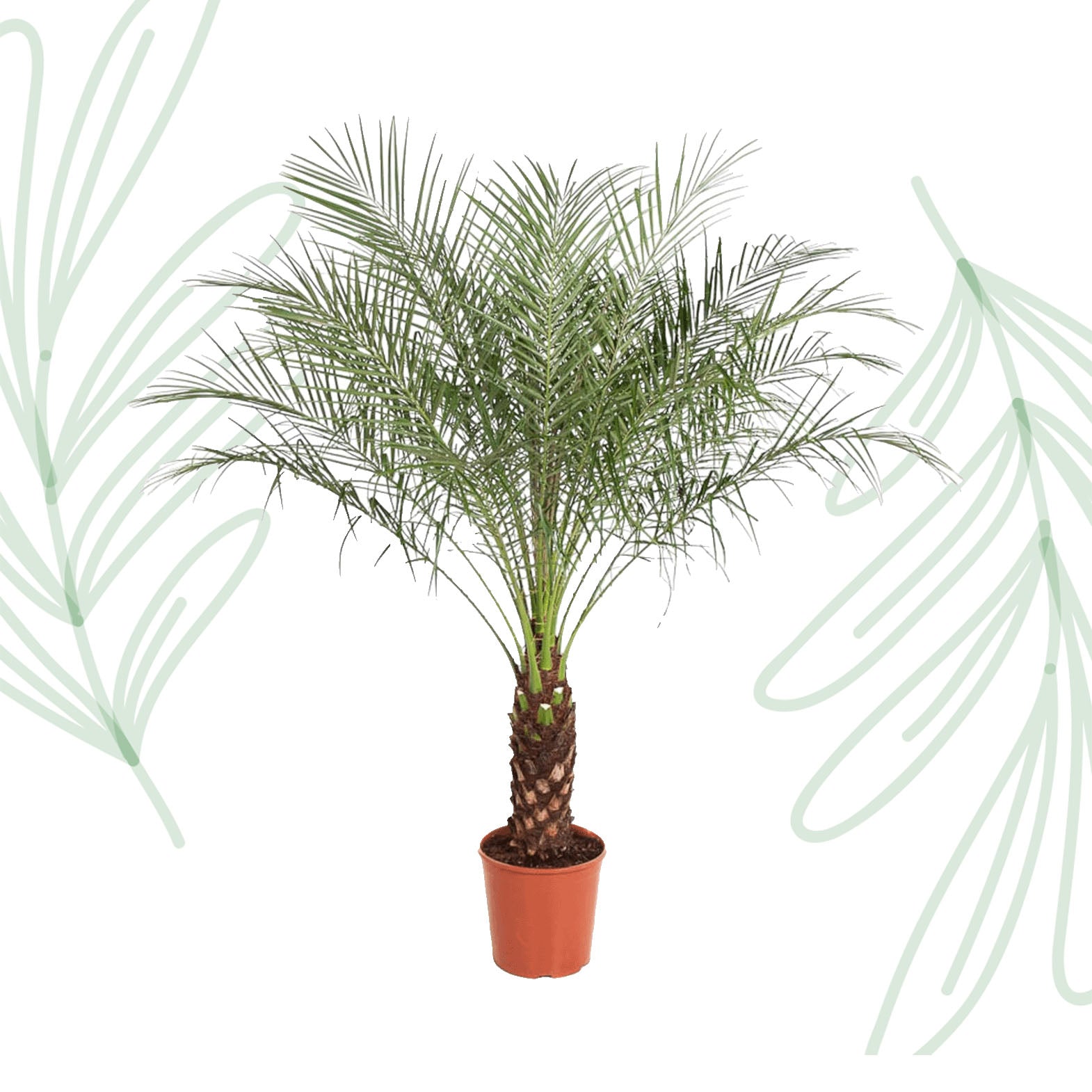 Phoenix Roebelenii - 160 cm - Forest Plants