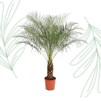 Phoenix Roebelenii - 160 cm - Forest Plants