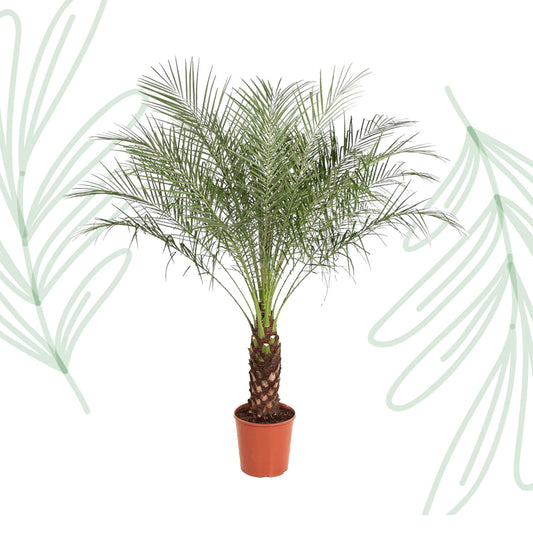 Phoenix Roebelenii - 160 cm - Forest Plants