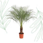 Phoenix Roebelenii - 160 cm - Forest Plants