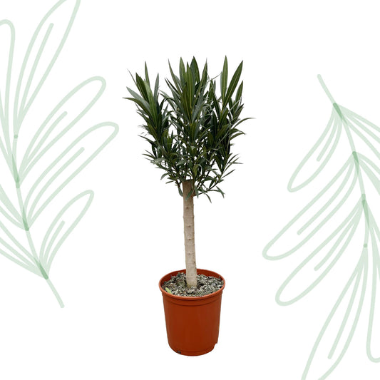 Nerium Oleander op stam met witte bloem - 110 cm - Forest Plants