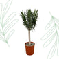Nerium Oleander op stam met witte bloem - 110 cm - Forest Plants