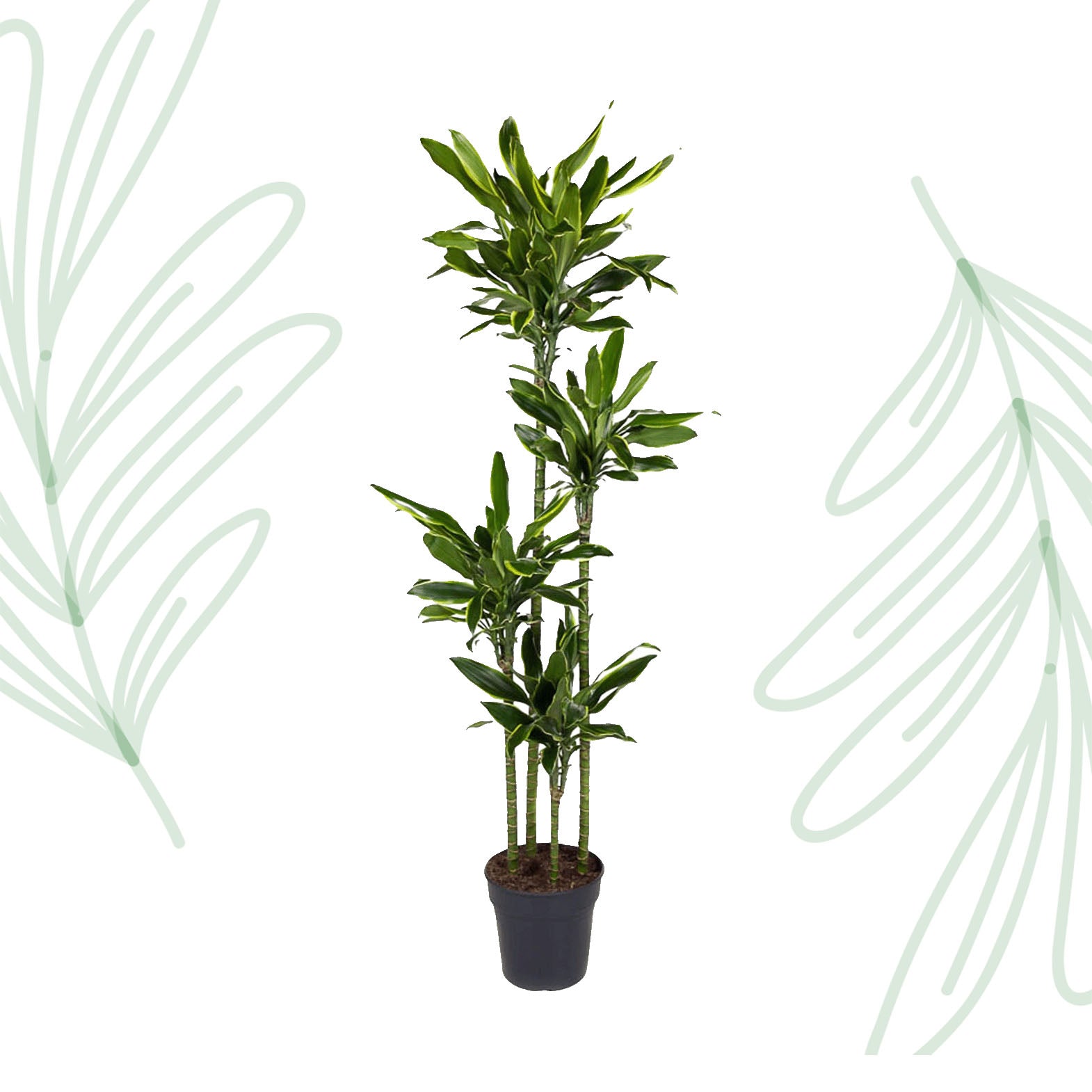 Dracaena Golden Coast - 170 cm - Forest Plants