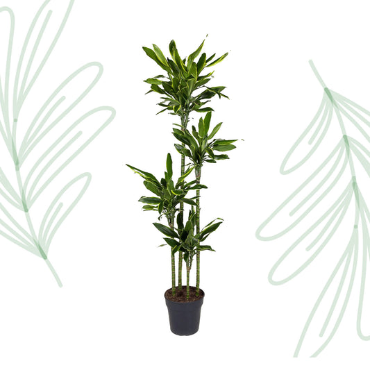 Dracaena Golden Coast - 170 cm - Forest Plants