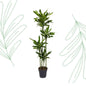 Dracaena Golden Coast - 170 cm - Forest Plants