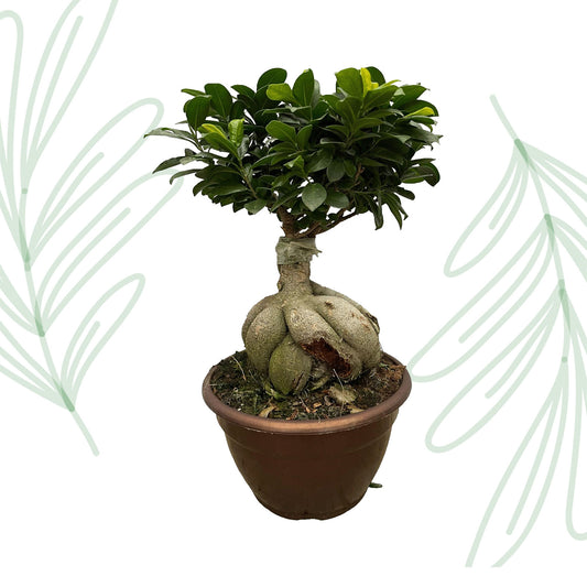 Ficus Microcarpa Ginseng - 50 cm