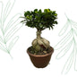 Ficus Microcarpa Ginseng - 50 cm