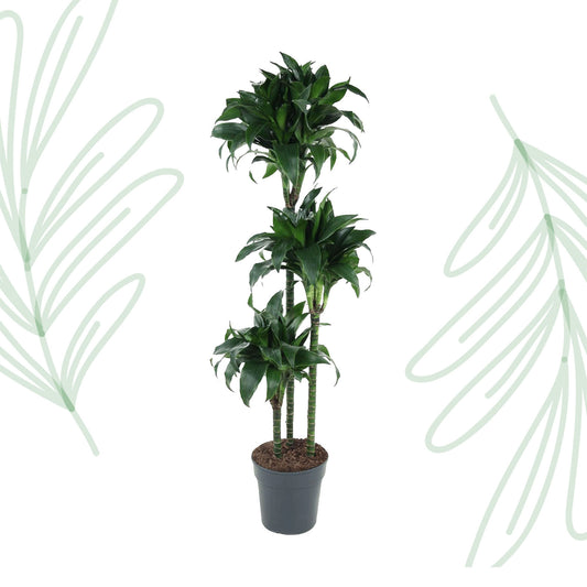 Dracaena Tatuade - 140 cm - Forest Plants