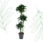 Dracaena Tatuade - 140 cm - Forest Plants