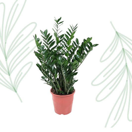 Zamioculcas Zamiifolia - 100 cm - Forest Plants