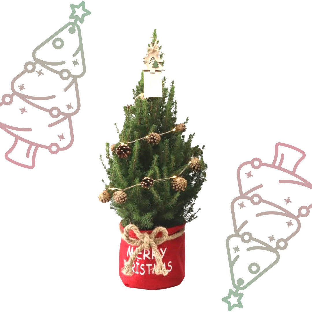 Kleine Kerstboom in 'Merry Christmas' zak rood - ↕ 70 cm - Picea Glauca Conica - Dennenappel Lampjes met batterijen