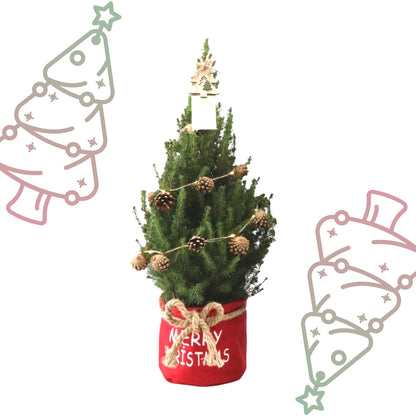 Kleine Kerstboom in 'Merry Christmas' zak rood - ↕ 70 cm - Picea Glauca Conica - Dennenappel Lampjes met batterijen