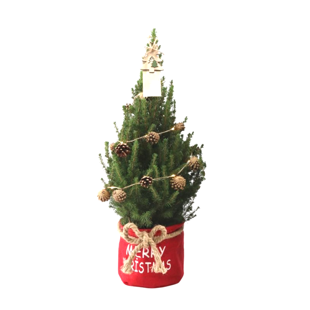 Kleine Kerstboom in 'Merry Christmas' zak rood - ↕ 70 cm - Picea Glauca Conica - Dennenappel Lampjes met batterijen