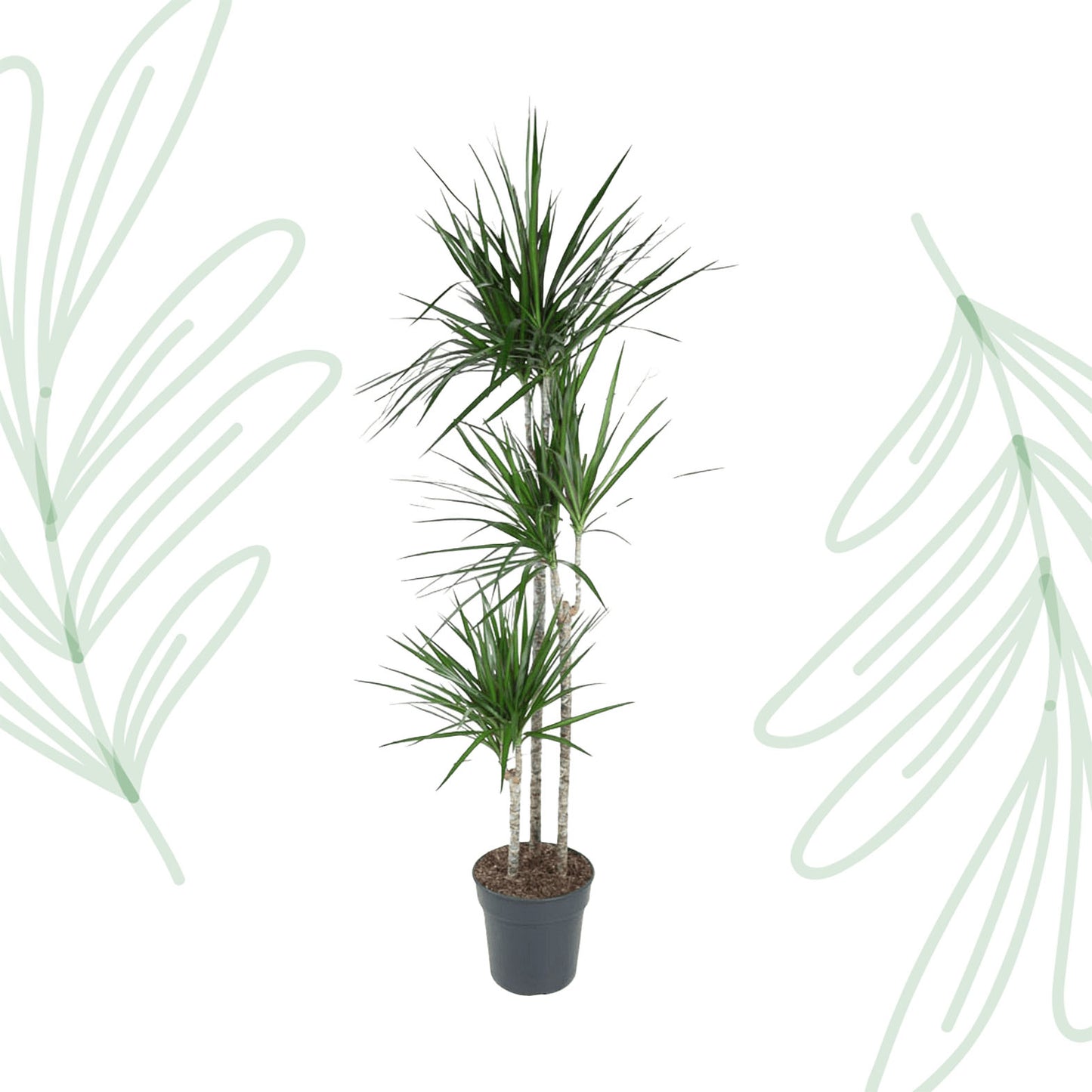 Dracaena Marginata - 160 cm - Forest Plants