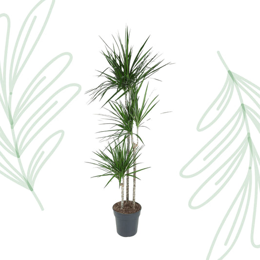 Dracaena Marginata - 160 cm - Forest Plants