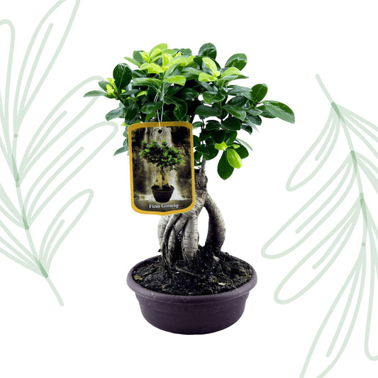 Ficus Microcarpa Ginseng - 30 cm