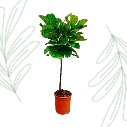 Ficus Lyrata stam - 130 cm - Forest Plants
