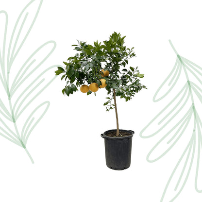 Citrus Pompelmo - 150 cm - Forest Plants