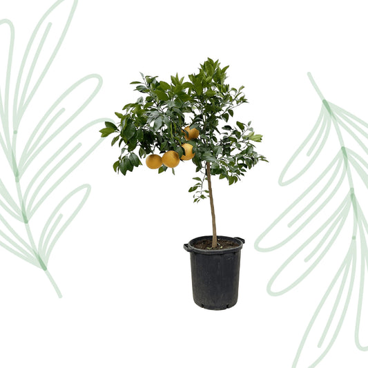 Citrus Pompelmo - 150 cm - Forest Plants