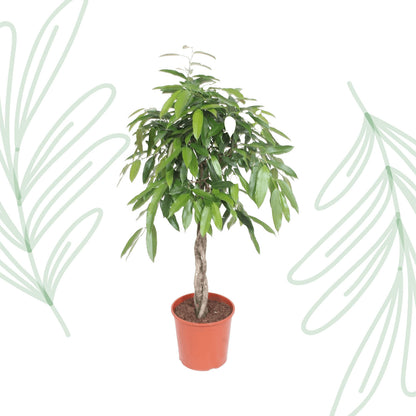 Ficus Amstel King gevlochten stam - 140 cm - Forest Plants