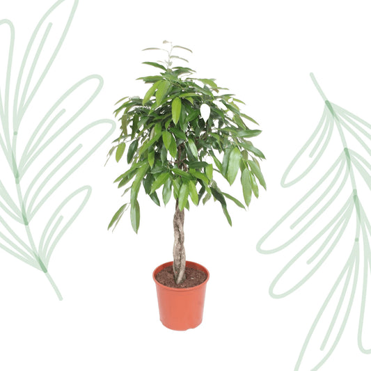 Ficus Amstel King gevlochten stam - 140 cm - Forest Plants